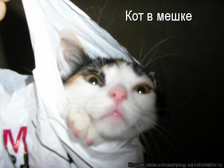 Кот в мешке... Котоматрица: Кот в мешке