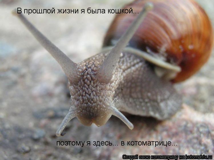 В прошлой жизни я была кошкой... поэтому я здесь... в котоматрице...... Котоматрица: В прошлой жизни я была кошкой... поэтому я здесь... в котоматрице...