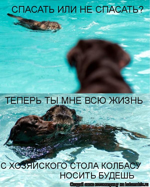 СПАСАТЬ ИЛИ НЕ СПАСАТЬ? ТЕПЕРЬ ТЫ МНЕ ВСЮ ЖИЗНЬ С ХОЗЯЙСКОГО СТОЛА КОЛБАСУ НОСИТЬ БУДЕШЬ... Котоматрица: СПАСАТЬ ИЛИ НЕ СПАСАТЬ? ТЕПЕРЬ ТЫ МНЕ ВСЮ ЖИЗНЬ С ХОЗЯЙСКОГО СТОЛА КОЛБАСУ НОСИТЬ БУДЕШЬ