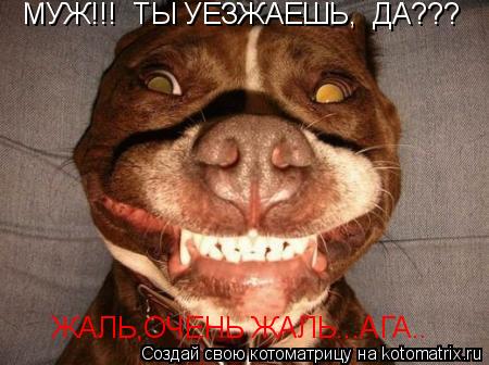 Котоматрица: МУЖ!!!  ТЫ УЕЗЖАЕШЬ,  ДА??? ЖАЛЬ,ОЧЕНЬ ЖАЛЬ...АГА..