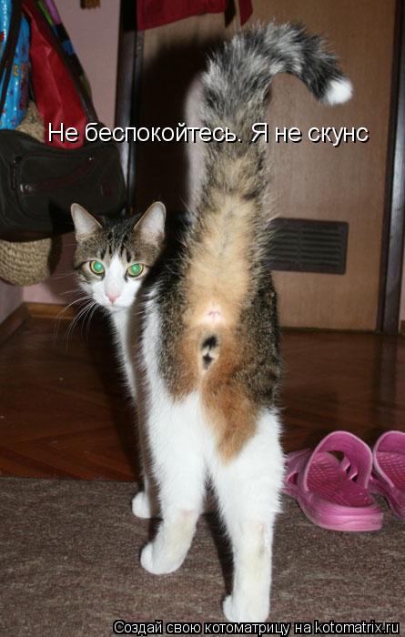 Котоматрица: Не беспокойтесь. Я не скунс