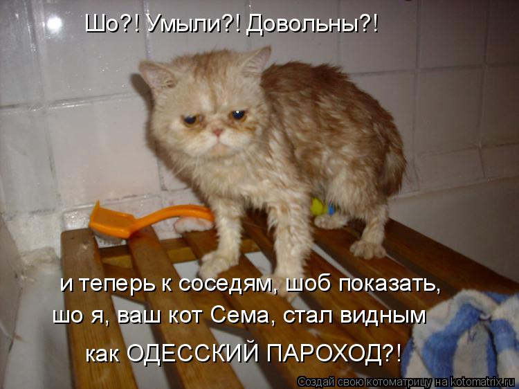 Шо?! Умыли?! Довольны?! и теперь к соседям, шоб показать, шо я, ваш кот Сема, стал видным как ОДЕССК... Котоматрица: Шо?! Умыли?! Довольны?! и теперь к соседям, шоб показать, шо я, ваш кот Сема, стал видным как ОДЕССКИЙ ПАРОХОД?!