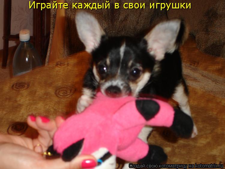 Играйте каждый в свои игрушки... Котоматрица: Играйте каждый в свои игрушки