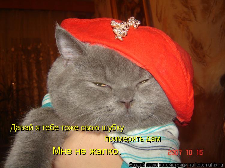 Давай я тебе тоже свою шубку примерить дам Мне не жалко.... Котоматрица: Давай я тебе тоже свою шубку примерить дам Мне не жалко.