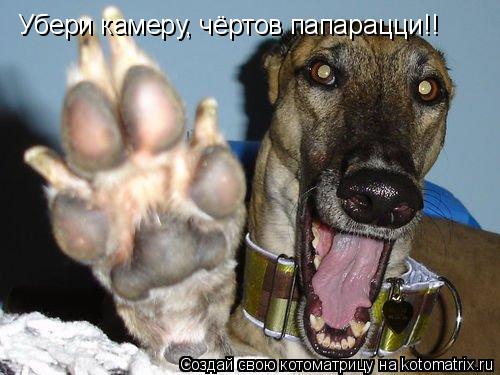 Котоматрица: Убери камеру, чёртов папарацци!!