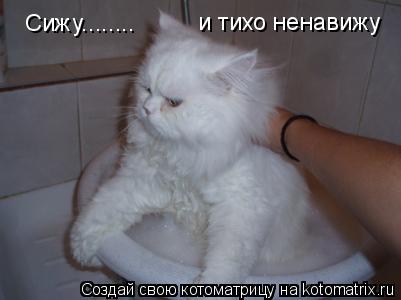 Котоматрица: и тихо ненавижу Сижу........