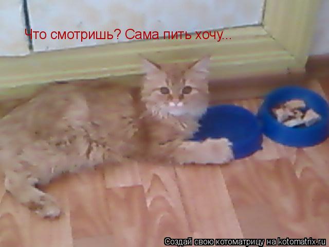 Котоматрица: Что смотришь? Сама пить хочу...