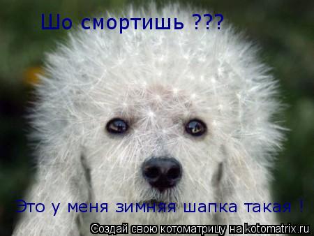 Шо смортишь ??? Это у меня зимняя шапка такая !... Котоматрица: Шо смортишь ??? Это у меня зимняя шапка такая !
