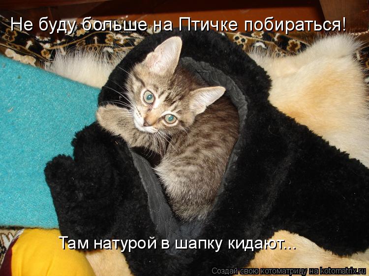 Там натурой в шапку кидают... Не буду больше на Птичке побираться!... Котоматрица: Там натурой в шапку кидают... Не буду больше на Птичке побираться!