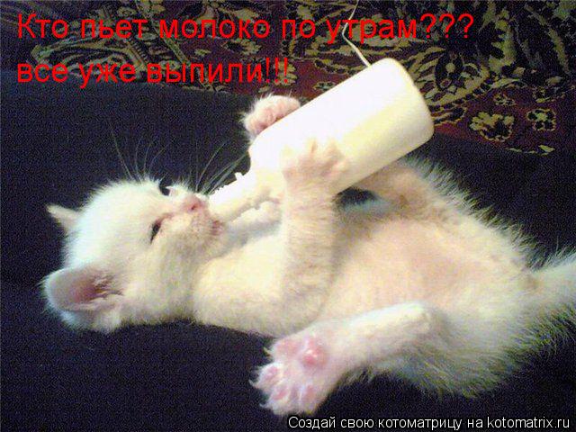 Котоматрица: Кто пьет молоко по утрам??? все уже выпили!!!