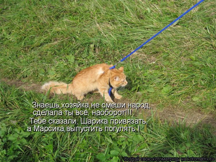 Котоматрица: Знаешь,хозяйка,не смеши народ, сделала ты всё, наоборот!!! Тебе сказали, Шарика привязать, а Марсика,выпустить погулять !