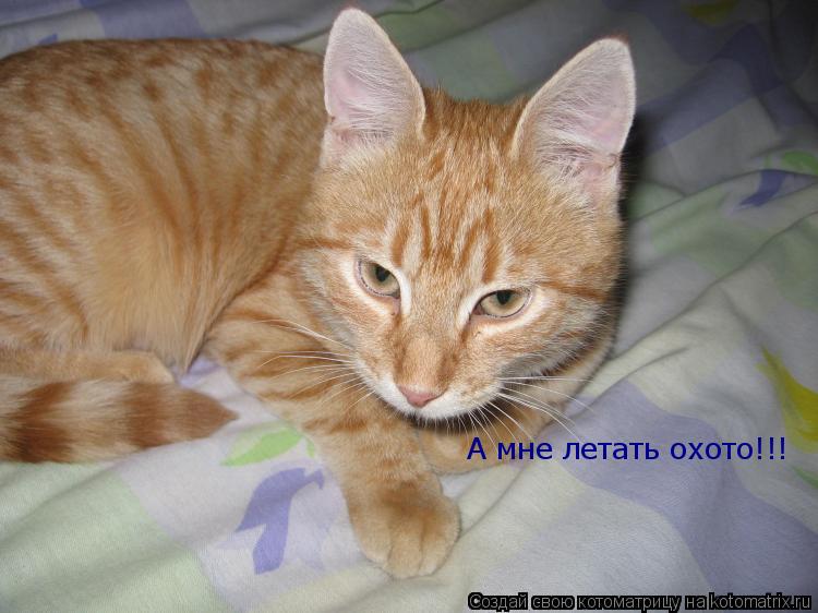 Котоматрица: А мне летать охото!!!