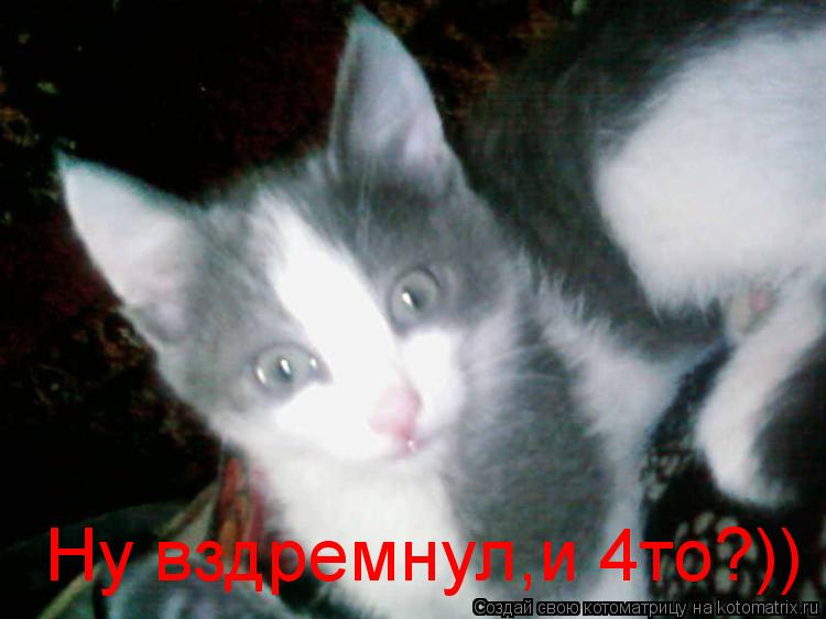 Ну вздремнул,и 4то?))... Котоматрица: Ну вздремнул,и 4то?))