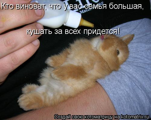 Котоматрица: Кто виноват, что у вас семья большая,  кушать за всех придется!