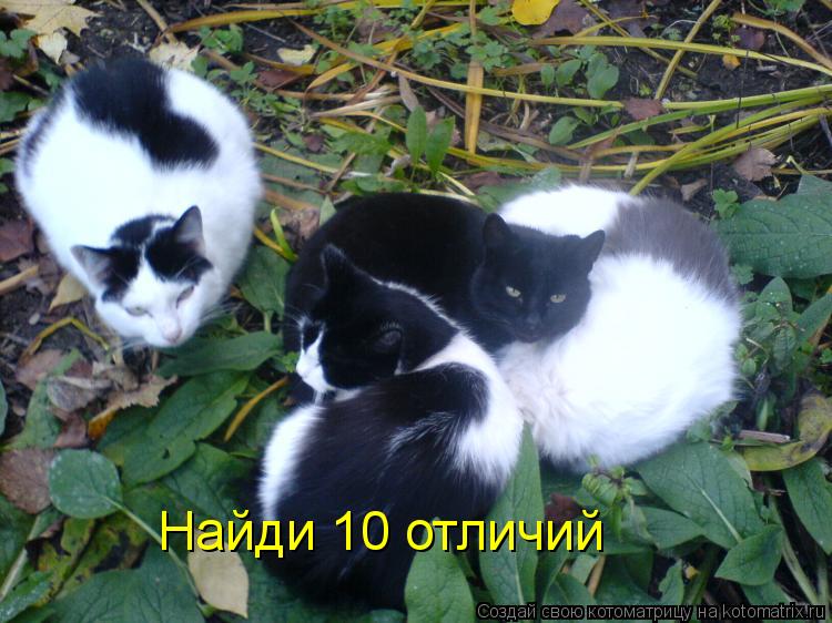 Котоматрица: Найди 10 отличий