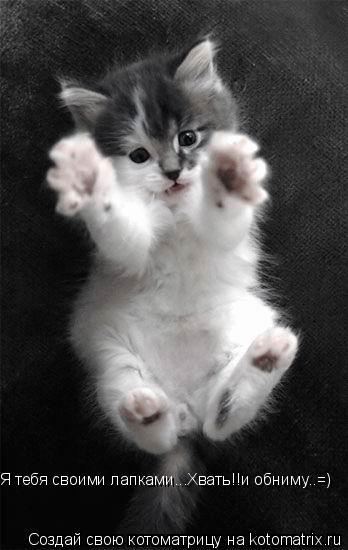 Котоматрица: Я тебя своими лапками...Хвать!!и обниму..=)