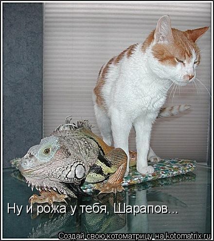 Котоматрица: Ну и рожа у тебя, Шарапов...