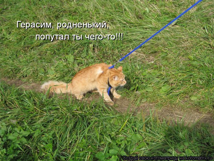 Котоматрица: Герасим, родненький,  попутал ты чего-то!!!