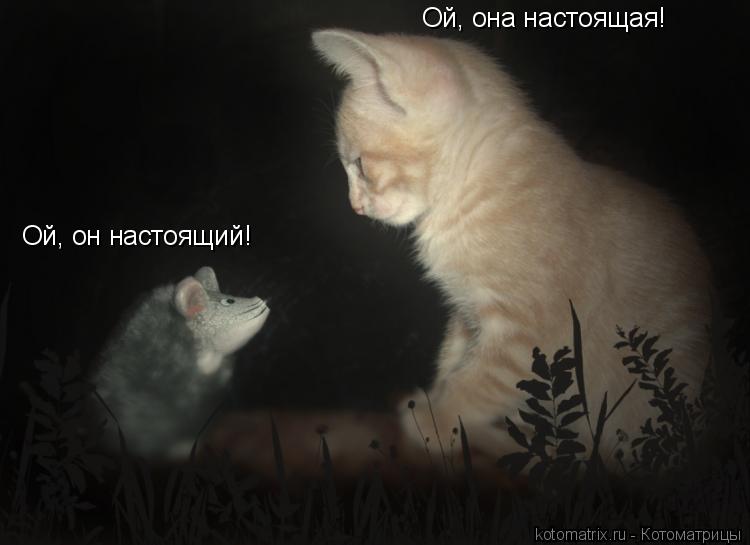 Ой, он настоящий! Ой, она настоящая!... Котоматрица: Ой, он настоящий! Ой, она настоящая!