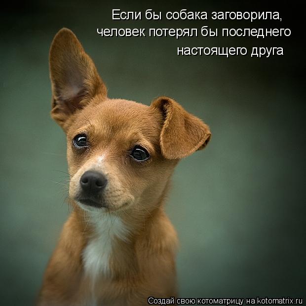 Если бы собака заговорила, человек потерял бы последнего настоящего друга... Котоматрица: Если бы собака заговорила, человек потерял бы последнего настоящего друга