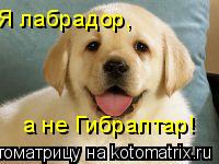 Котоматрица: Я лабрадор,  а не Гибралтар!