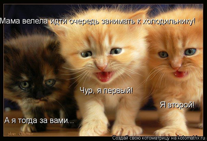 Котоматрица: Чур, я первый!  Я второй! А я тогда за вами... Мама велела идти очередь занимать к холодильнику!