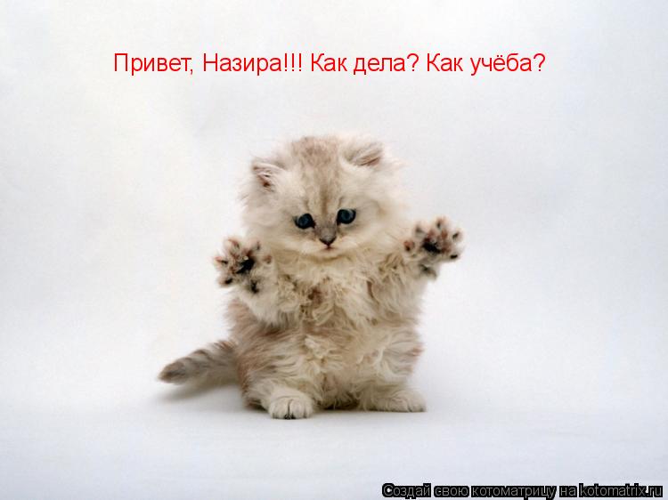 Котоматрица: Привет, Назира!!! Как дела? Как учёба?