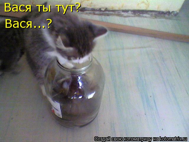 Котоматрица: Вася ты тут? Вася...?