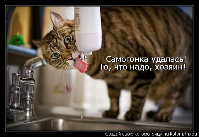 Котоматрица: Самогонка удалась!  То, что надо, хозяин!