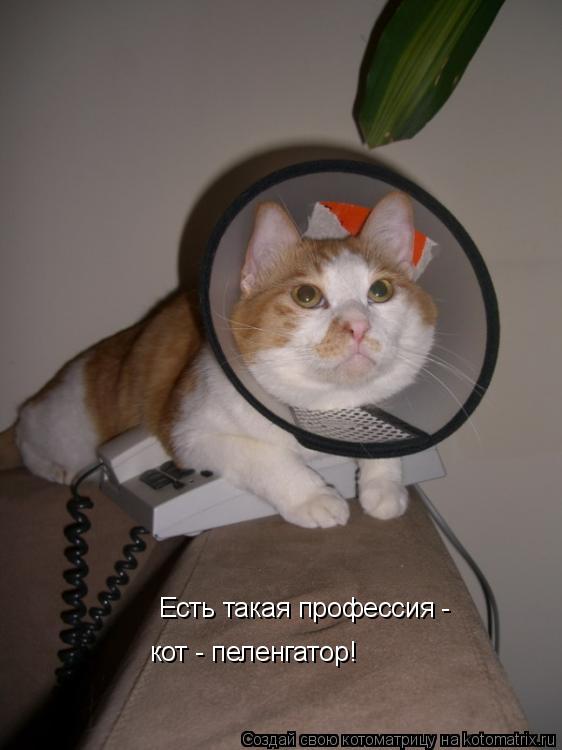 Есть такая профессия - кот - пеленгатор!... Котоматрица: Есть такая профессия - кот - пеленгатор!