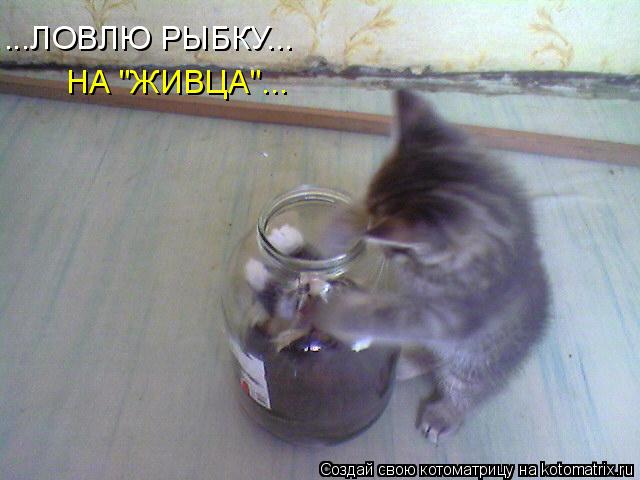 Котоматрица: ...ЛОВЛЮ РЫБКУ... НА "ЖИВЦА"...