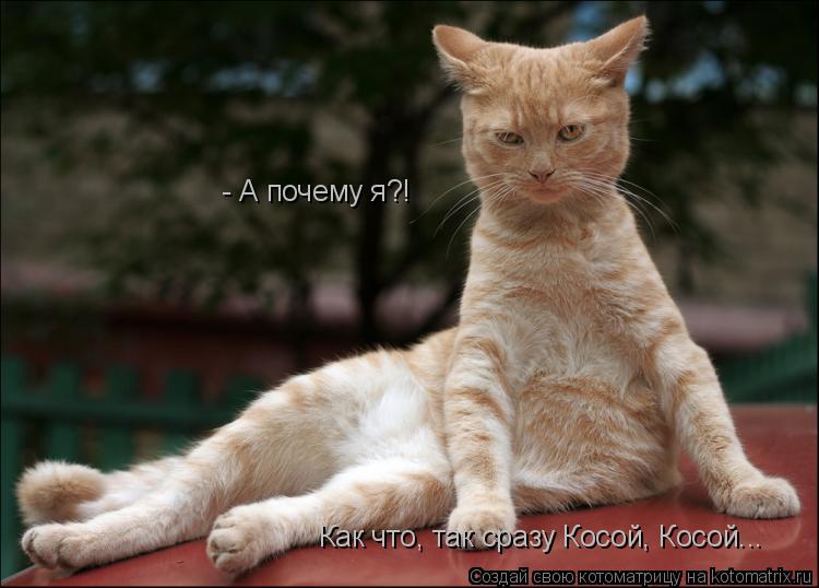 Котоматрица: - А почему я?!  Как что, так сразу Косой, Косой...