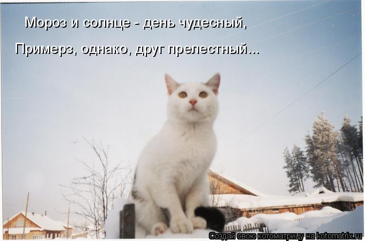 Мороз и солнце - день чудесный, Примерз, однако, друг прелестный...... Котоматрица: Мороз и солнце - день чудесный, Примерз, однако, друг прелестный...
