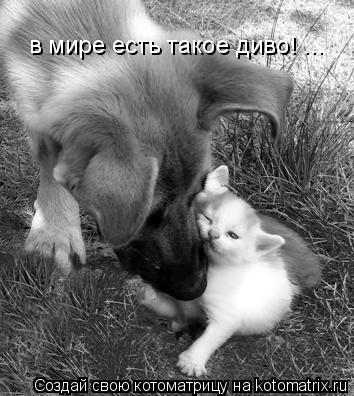 Котоматрица: в мире есть такое диво! ...