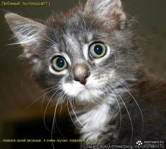 Котоматрица: Любимый..ты покушал?:).. ....позвони своей кисоньке...я очень скучаю..позвони в  11.30...=)