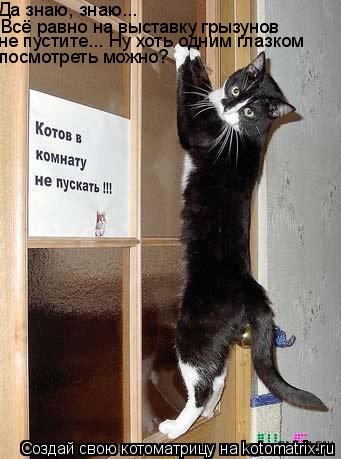 Котоматрица: Да знаю, знаю... Всё равно на выставку грызунов  не пустите... Ну хоть одним глазком посмотреть можно?