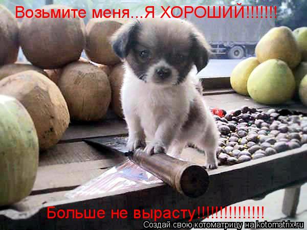 Возьмите меня...Я ХОРОШИЙ!!!!!!! Больше не вырасту!!!!!!!!!!!!!!!... Котоматрица: Возьмите меня...Я ХОРОШИЙ!!!!!!! Больше не вырасту!!!!!!!!!!!!!!!