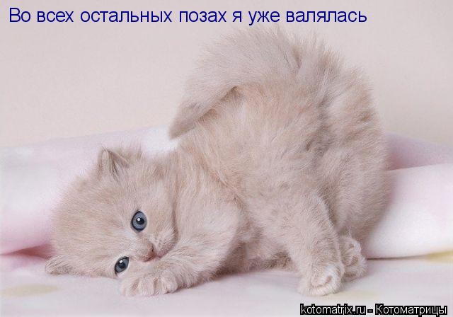 Во всех остальных позах я уже валялась... Котоматрица: Во всех остальных позах я уже валялась