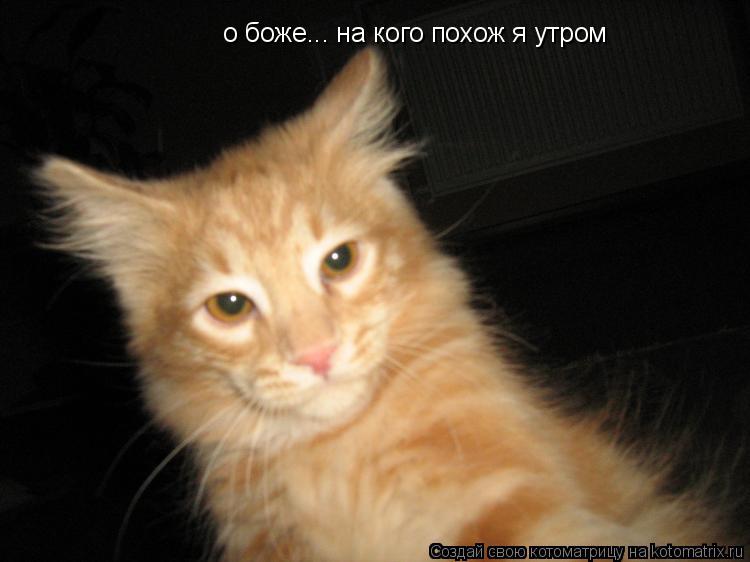 о боже... на кого похож я утром... Котоматрица: о боже... на кого похож я утром