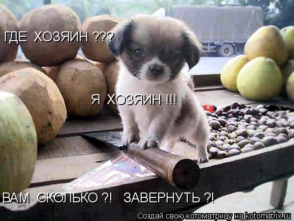 Котоматрица: ГДЕ  ХОЗЯИН ??? Я  ХОЗЯИН !!! ВАМ  СКОЛЬКО ?!   ЗАВЕРНУТЬ ?!