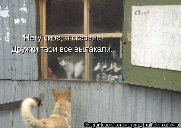Котоматрица: Нету пива, я сказала! Дружки твои все вылакали...