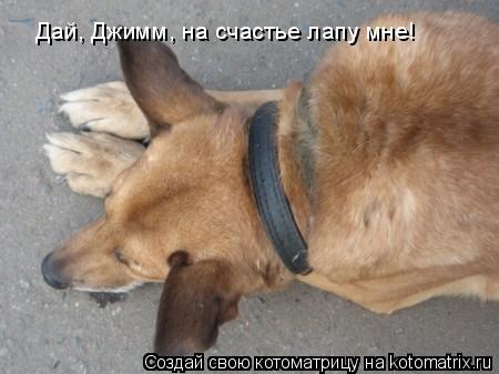 Дай, Джимм, на счастье лапу мне!... Котоматрица: Дай, Джимм, на счастье лапу мне!