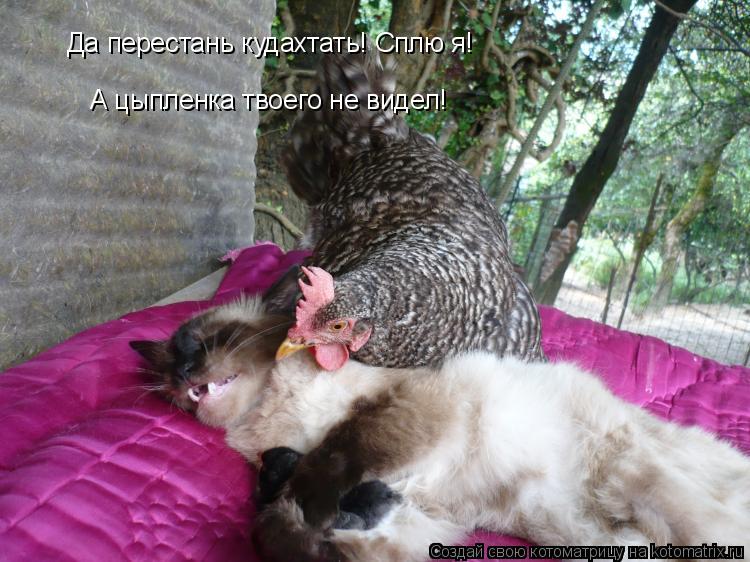 Котоматрица: Да перестань кудахтать! Сплю я! А цыпленка твоего не видел!