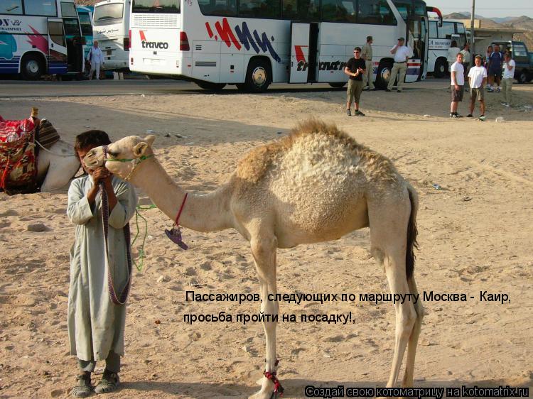 Котоматрица: Пассажиров, следующих по маршруту Москва - Каир, просьба пройти на посадку!,