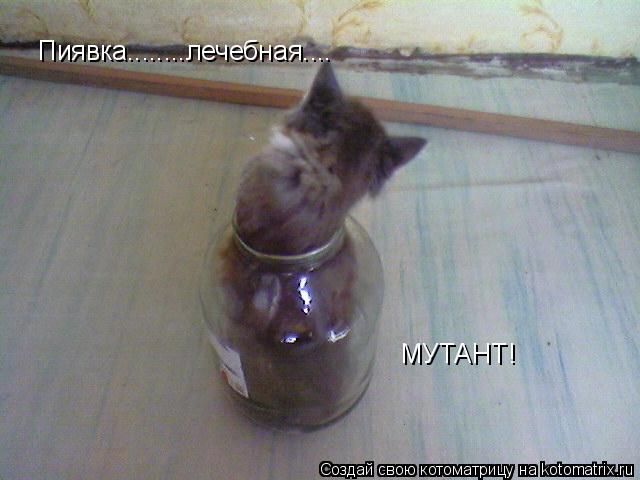 Котоматрица: Пиявка........лечебная.... МУТАНТ!