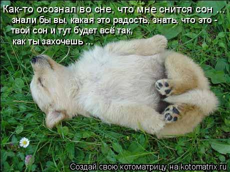 Котоматрица: Как-то осознал во сне, что мне снится сон ... знали бы вы, какая это радость, знать, что это - твой сон и тут будет всё так, как ты захочешь ...