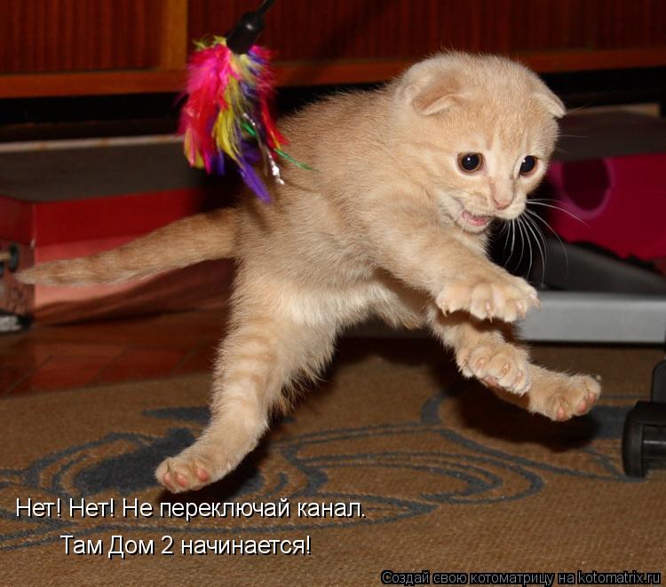 Котоматрица: Нет! Нет! Не переключай канал. Там Дом 2 начинается!