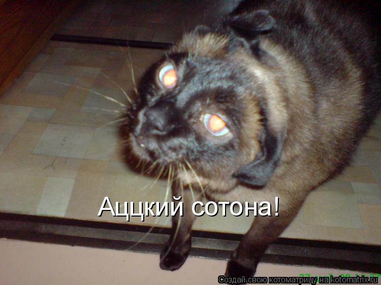 Котоматрица: Аццкий сотона!