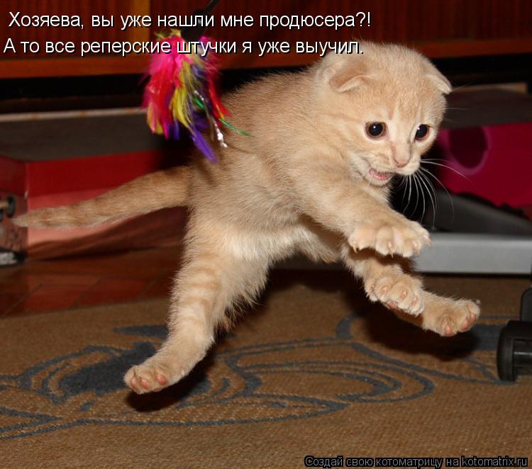 Котоматрица: Хозяева, вы уже нашли мне продюсера?! А то все реперские штучки я уже выучил.
