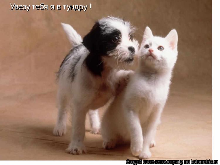 Котоматрица: Увезу тебя я в тундру !